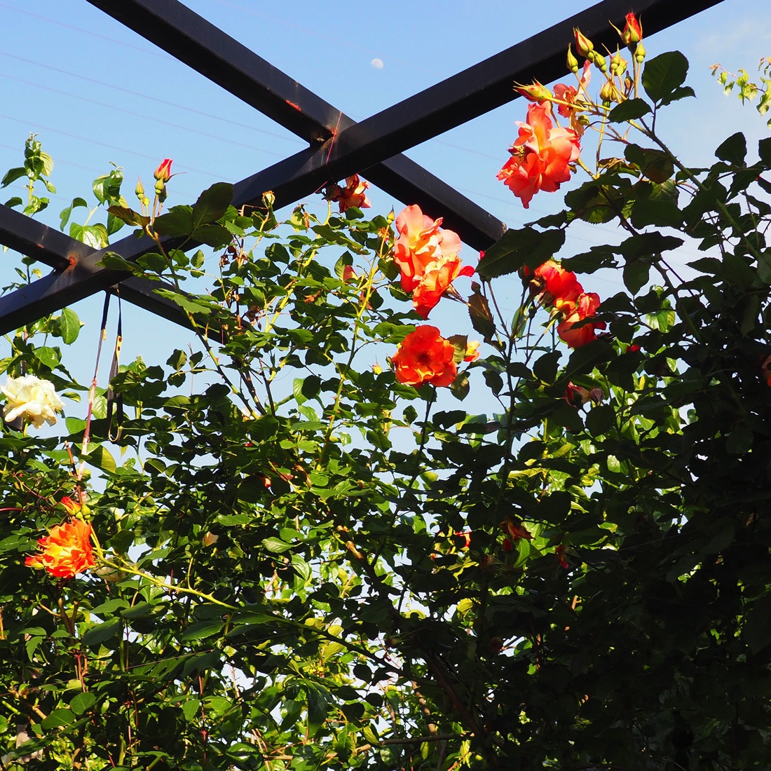 HCMJ - 의미 (2018)<br>Digital Photography